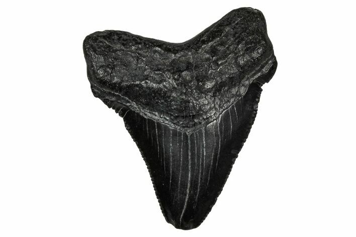 Serrated, Juvenile Megalodon Tooth - South Carolina #340753